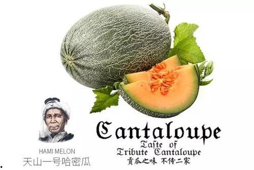 网红吃瓜群推荐qq,揭秘QQ新玩法，解锁社交新境界！