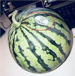 网红吃瓜跳舞,娱乐狂欢新潮流