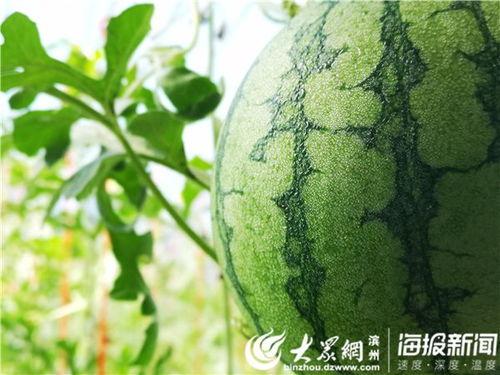 51最新吃瓜官网,揭秘娱乐圈最新热点，带你畅游八卦海洋